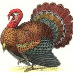 Turkey Illustration