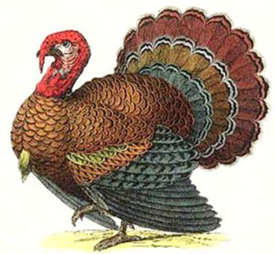 Turkey Illustration